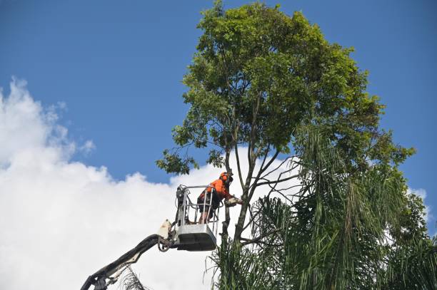 Best Hedge Trimming  in Elizabethtown, NC